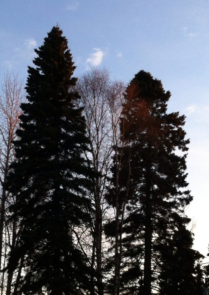 Alaska Trees